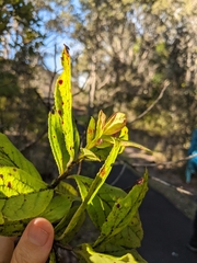 Vaccinium calycinum