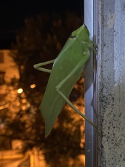 Stilpnochlora thoracica