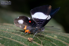 Cyrenia martia