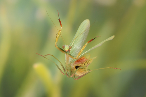 Mediterranean Mantis, University, Riverside, CA 92507, USA, photo 7 of 10