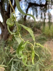 Salix babylonica tortuosa
