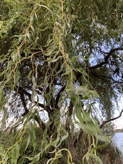 Salix babylonica tortuosa