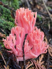 Ramaria araiospora