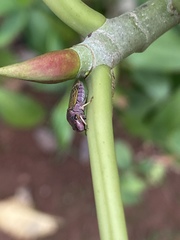 Oncometopia facialis