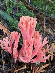 Ramaria araiospora