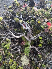 Polypodium pellucidum