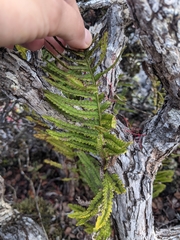 Polypodium pellucidum