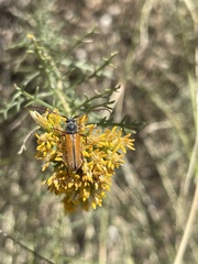 Crossidius suturalis