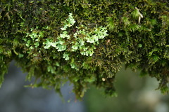 Cladonia ceratophylla