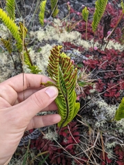 Polypodium pellucidum vulcanicum