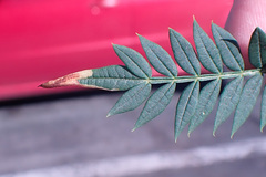 Phytoliriomyza jacarandae