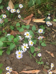 Brachyscome multifida