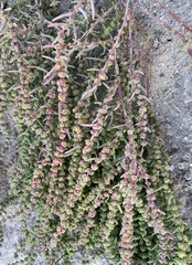 Suaeda linearis