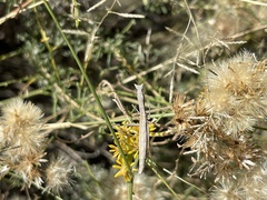 Yersiniops sophronicus