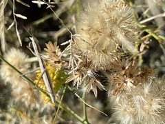 Yersiniops sophronicus