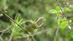 Phylloscartes ventralis