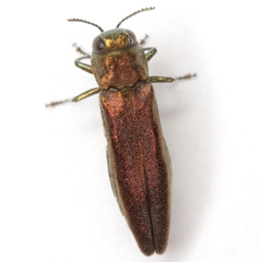 Agrilus politus