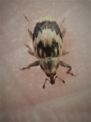 Aneuma compta
