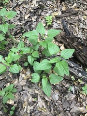 Fleischmannia incarnata