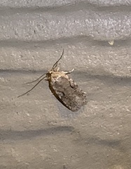 Agonopterix curvilineella