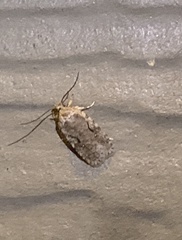 Agonopterix curvilineella