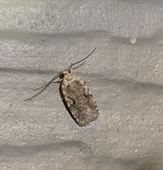 Agonopterix curvilineella