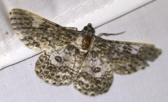 Cleora sabulata