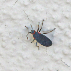 Melacoryphus rubicollis
