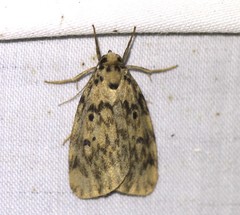 Hectobrocha subnigra