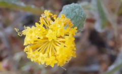 Podotheca gnaphalioides