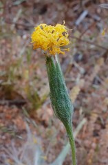Podotheca gnaphalioides