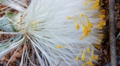 Podotheca gnaphalioides