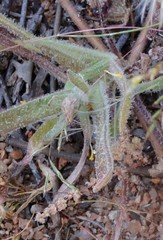 Podotheca gnaphalioides