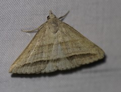 Loxioda hampsoni