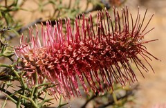 Grevillea paradoxa