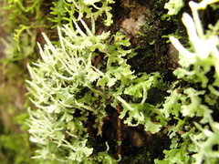 Cladonia ceratophylla