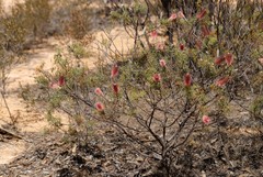 Grevillea paradoxa
