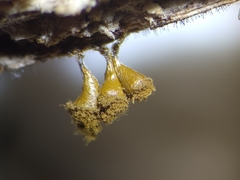 Trichia crateriformis