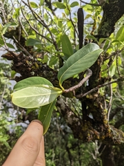 Bobea elatior