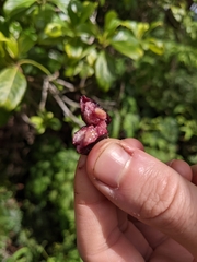 Bobea elatior