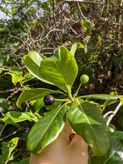 Bobea elatior