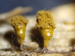 Trichia crateriformis