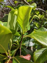 Bobea elatior