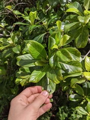 Bobea elatior