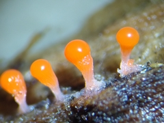 Trichia crateriformis