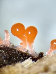 Trichia crateriformis