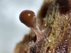 Trichia crateriformis