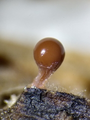 Trichia crateriformis