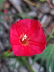 Ipomoea × multifida