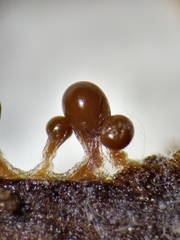 Trichia crateriformis